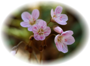 Claytonia s0032